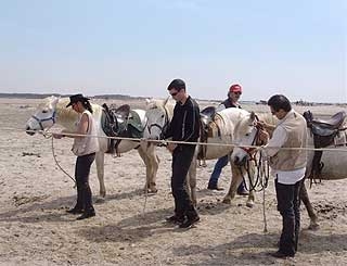  En las playas de Camarga